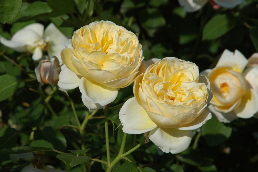 Rosas blancas - Barcelona - Catalunya 2